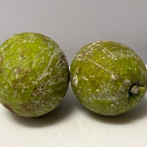 High quality caribbean breadfruit